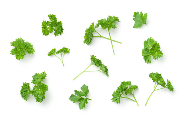 istock Leaves of Parsley Isolated on White Background 913112622