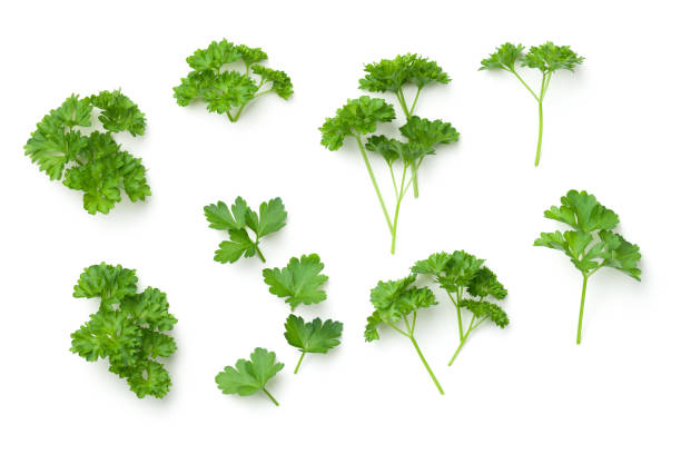 hojas de perejil aislado sobre fondo blanco - parsley fotografías e imágenes de stock