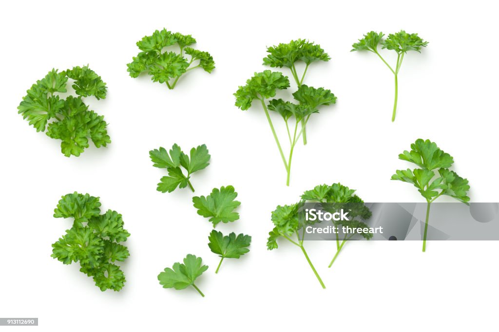 Leaves of Parsley Isolated on White Background Leaves of parsley isolated on white background. Top view Parsley Stock Photo