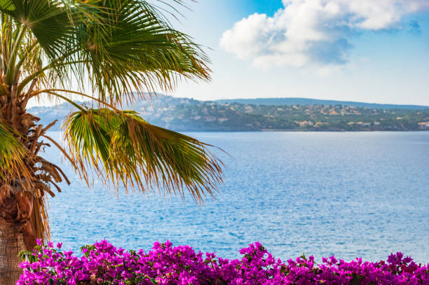 Beautiful coastline scenery on Majorca island, Spain Coast view with palm tree and bougainvillea flowers on Mallorca, Spain Balearic islands seaside views of cala fornells mallorca stock pictures, royalty-free photos & images