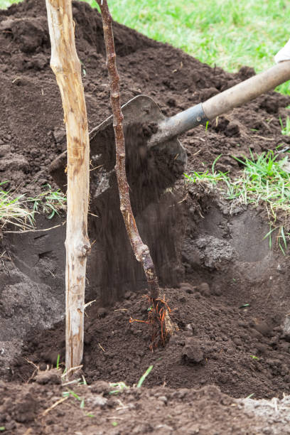istock Planting seedlings in landing pit 913113644