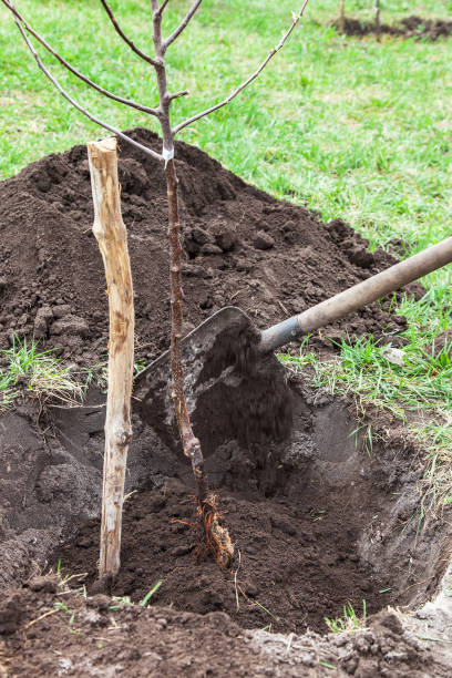 istock Planting seedlings in landing pit 913113728