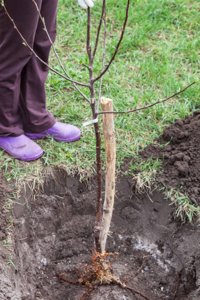 istock Planting seedlings in landing pit 913113834