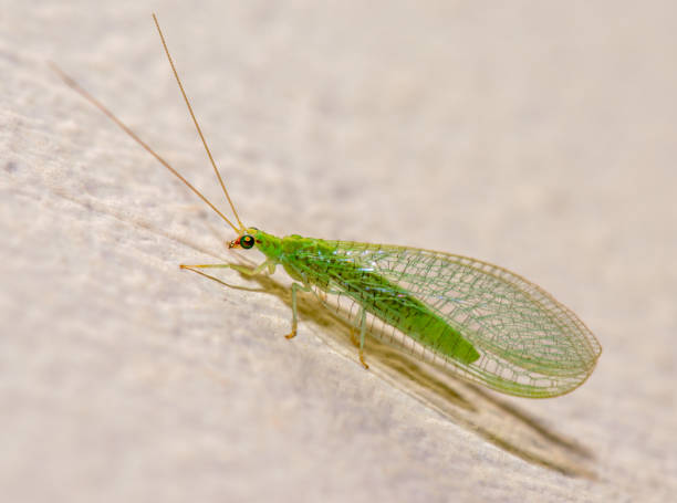 Green lacewing stock photo