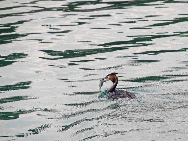 istock Close-up of a great crested grebe with fish in the beak 913114806