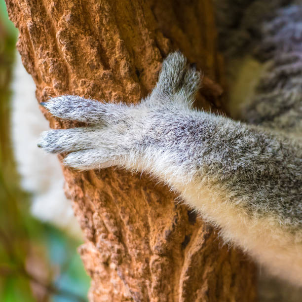The koala joey, sometimes incorrectly called the koala bear, is an arboreal herbivorous marsupial native to Australia.