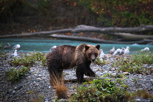 Young Grizzly Bear with freshly caught salmon, Vancouver Island, Canada