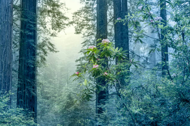 Misty morning at Redwood National Park