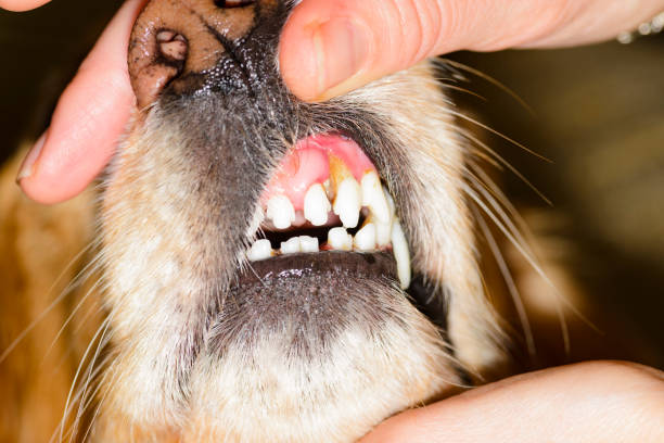 istock dental disease in a dog 913131696