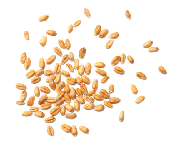 istock wheat grains isolated on white background. top view 913131716