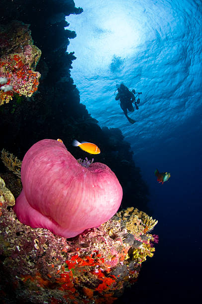 Anemone w/Diver, Fiji stock photo