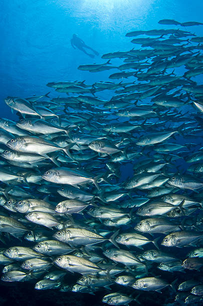 istock Bigeye Trevally School w/Diver, Solomon Islands 91313816