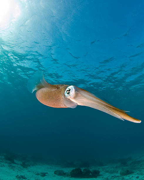 Caribbean Reef Squid, Bonaire stock photo