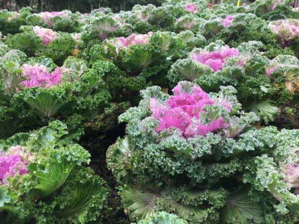 istock Close-Up Of Pink Flowers 913144434