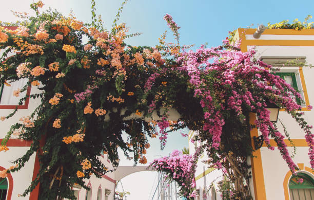 istock Low Angle View Of Bougainvillea Blooming Tree Against Sky 913150428