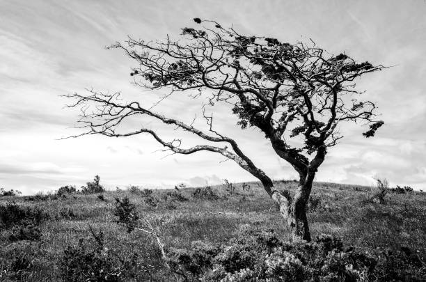 Tree, deformed by wind, Patagonia near Punta Arenas, Chile Tree, deformed by wind, Patagonia near Punta Arenas, Chile, monochrome, black and white misshaped stock pictures, royalty-free photos & images