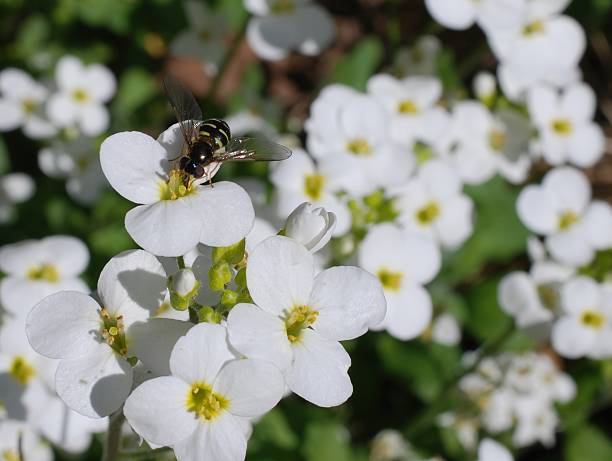 dröhnend reißverschluss auf der weißen blumen - hoverfly nature white yellow stock-fotos und bilder