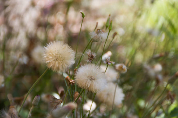 istock dandelion herbs with defocused background in spring 913165088