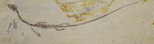 Photo of Keichousaurus  fossil - marine reptile from the Triassic era
