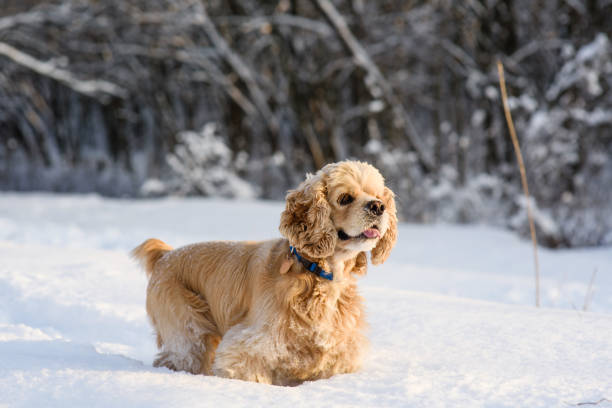 American cocker spaniel in a snowy forest. A dog stands in a snowdrift and looks away.