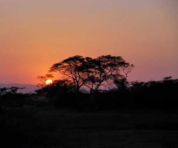 An African Safari sunset through an Acacia tree. Photo taken at the Muzi Pan Wetlands in KwaZulu-Natal province of South Africa,
