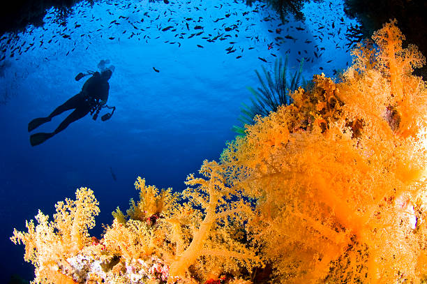 Diver and Soft Coral stock photo