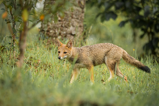 The pampas fox (Lycalopex gymnocercus) (Portuguese: graxaim, sorro) also known as grey pampean fox, aguará chaí, aguarachay, Azara's fox, or Azara's zorro is a medium-sized zorro, or \