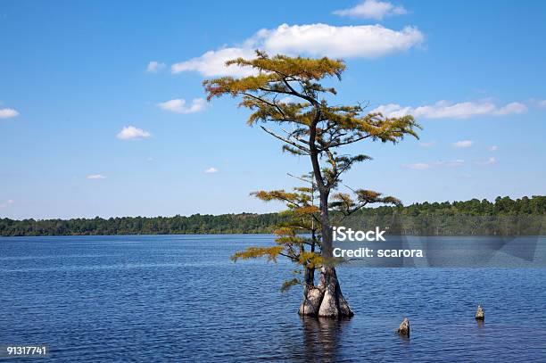 Estanque Cypress Carolina Del Norte Foto de stock y más banco de imágenes de Carolina del Norte - Estado de los EE. UU. - Carolina del Norte - Estado de los EE. UU., Lago, A ver pájaros