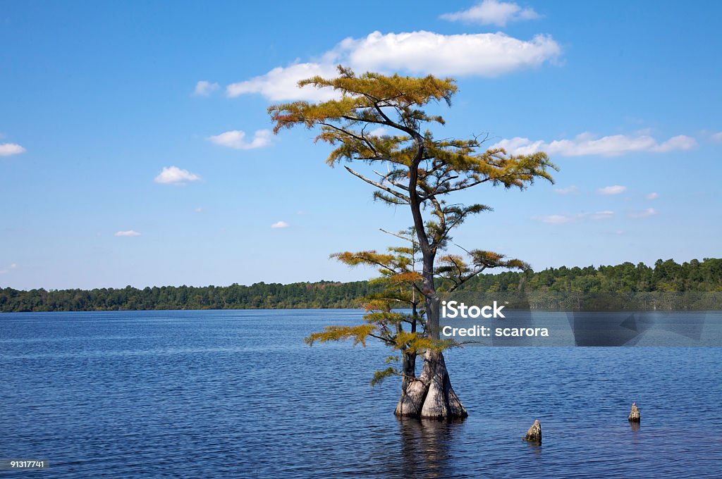 池 Cypress 、ノースカロライナ州 - ノースカロライナ州のロイヤリティフリーストックフォト