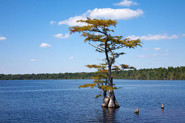 istock Pond Cypress, North Carolina 91317741