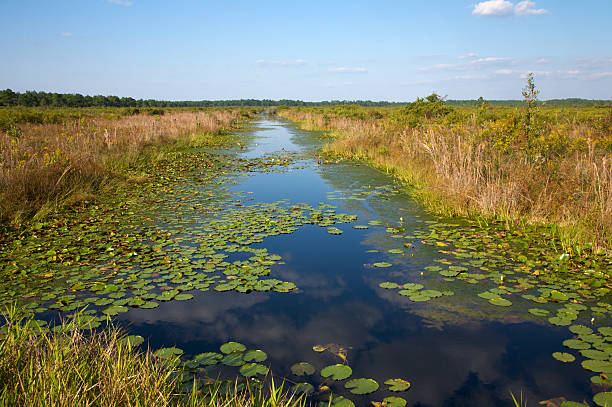Swamp forest, Florida, USA