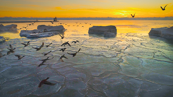 Flock of Mallard ducks flies out over cold icy Lake Michigan to greet the dawn.