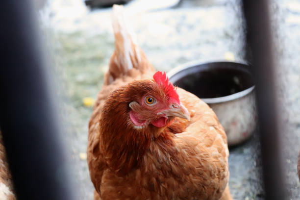 istock A sexy look of hen on the camera 913187006