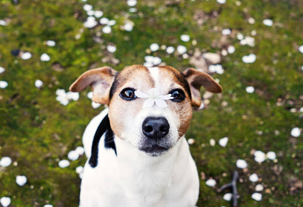 犬の鼻の上の桜の花とカメラ目線