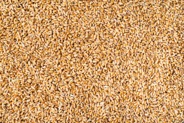 Texture of a repeating seamless grain background stock photo