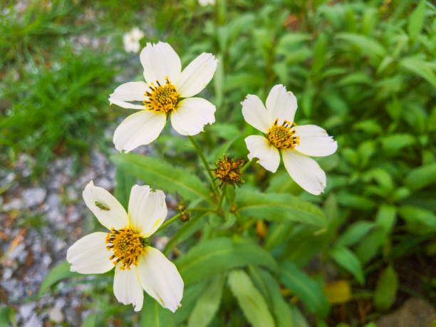 istock Arizona Beggarticks flower 913189760