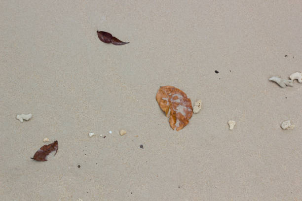 Sand background, sand and sea background