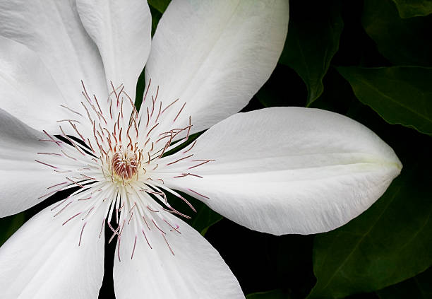 istock Clematis in the Garden 91319101