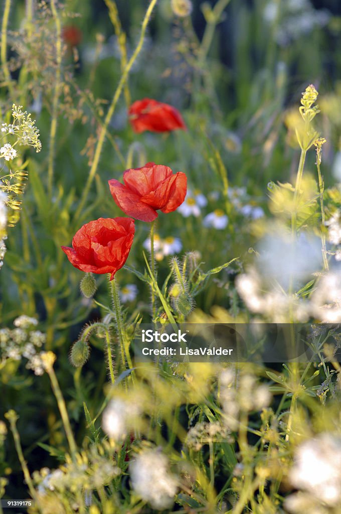 Coquelicots - Photo de Faune sauvage libre de droits