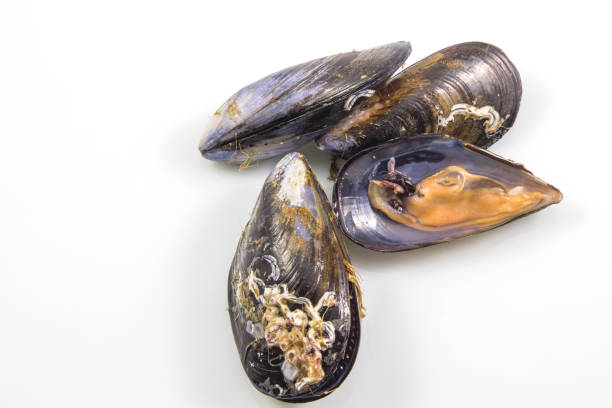istock Fresh mussel, boiled mussels, seafood isolated on white background with clipping path. 913192464