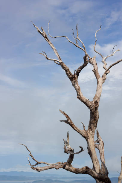 istock Beautiful dried branches in the forest with blue sky 913192788