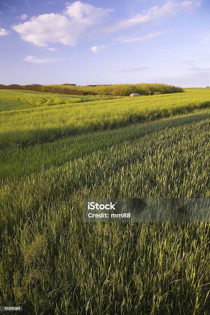 Landwirtschaft-Landschaft - Lizenzfrei Abenddämmerung Stock-Foto