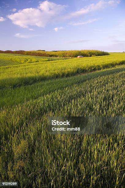Landwirtschaftlandschaft Stockfoto und mehr Bilder von Abenddämmerung - Abenddämmerung, Agrarland, Apfelgarten