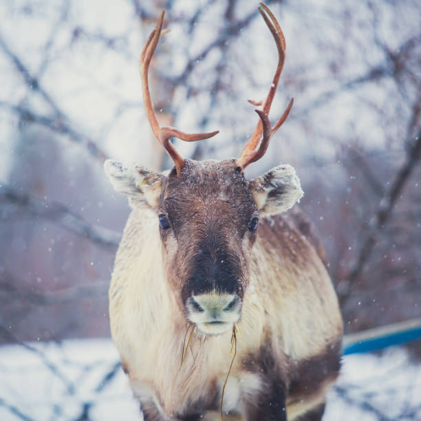 manada grupo de renos caribú pastando en paisajes nevados, norte de finlandia cerca de frontera con noruega, laponia - animal cute animals deer deer herd fotografías e imágenes de stock