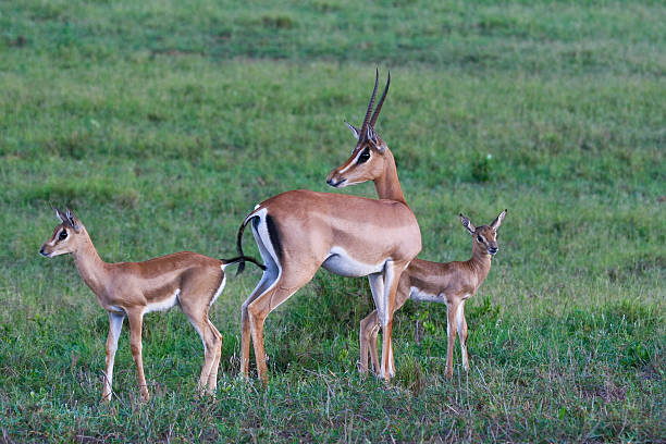 istock Grant gazelle with two fawns 91319565