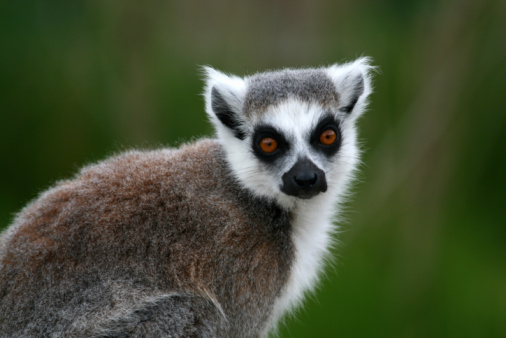 Black and white photo of Ring-tailed Lemur sitting