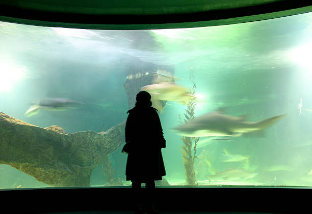 istock Woman and shark 91319886