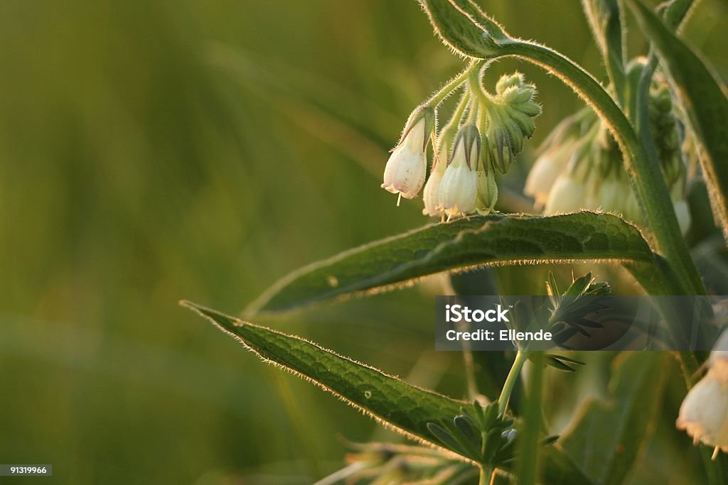 Bianco fiori selvatici - Foto stock royalty-free di Ambientazione esterna