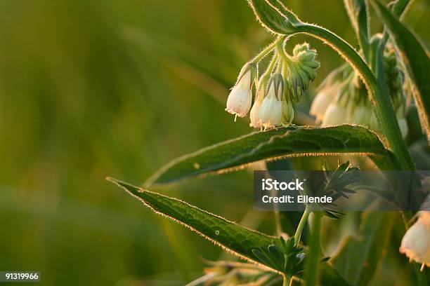 Bianco Fiori Selvatici - Fotografie stock e altre immagini di Ambientazione esterna - Ambientazione esterna, Bianco, Bocciolo