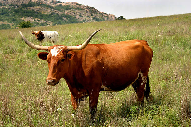 istock Two Texas Longhorns in the Wichita Mountains 91320059